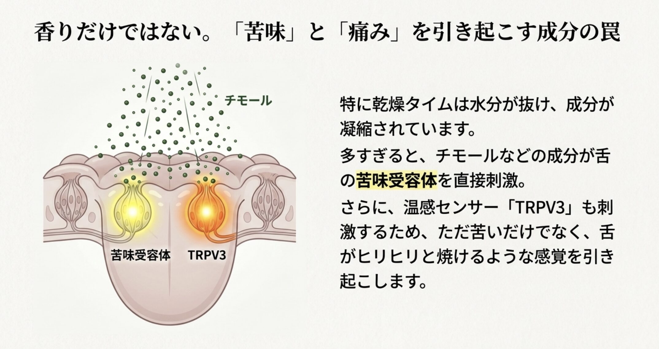 タイムの成分が舌の苦味受容体や温感センサーTRPV3を刺激し、ヒリヒリする痛みや苦味を引き起こす仕組みのイラスト