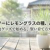 ダイソーでレモングラスの種を探している人向けの、100均グッズを活用した育て方ガイドのタイトル画像。
