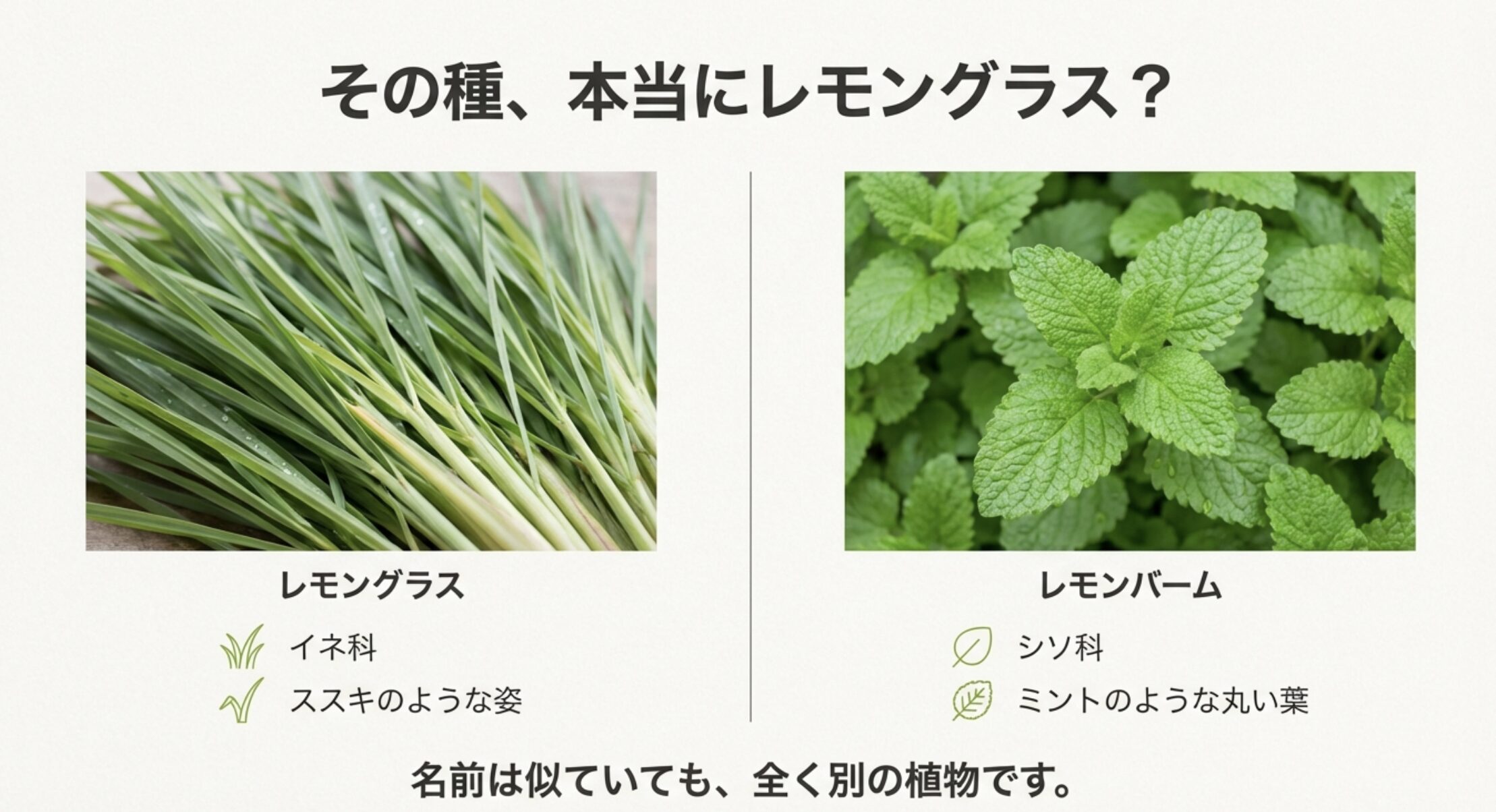 イネ科でススキのようなレモングラスと、シソ科でミントのような丸い葉を持つレモンバームの比較画像