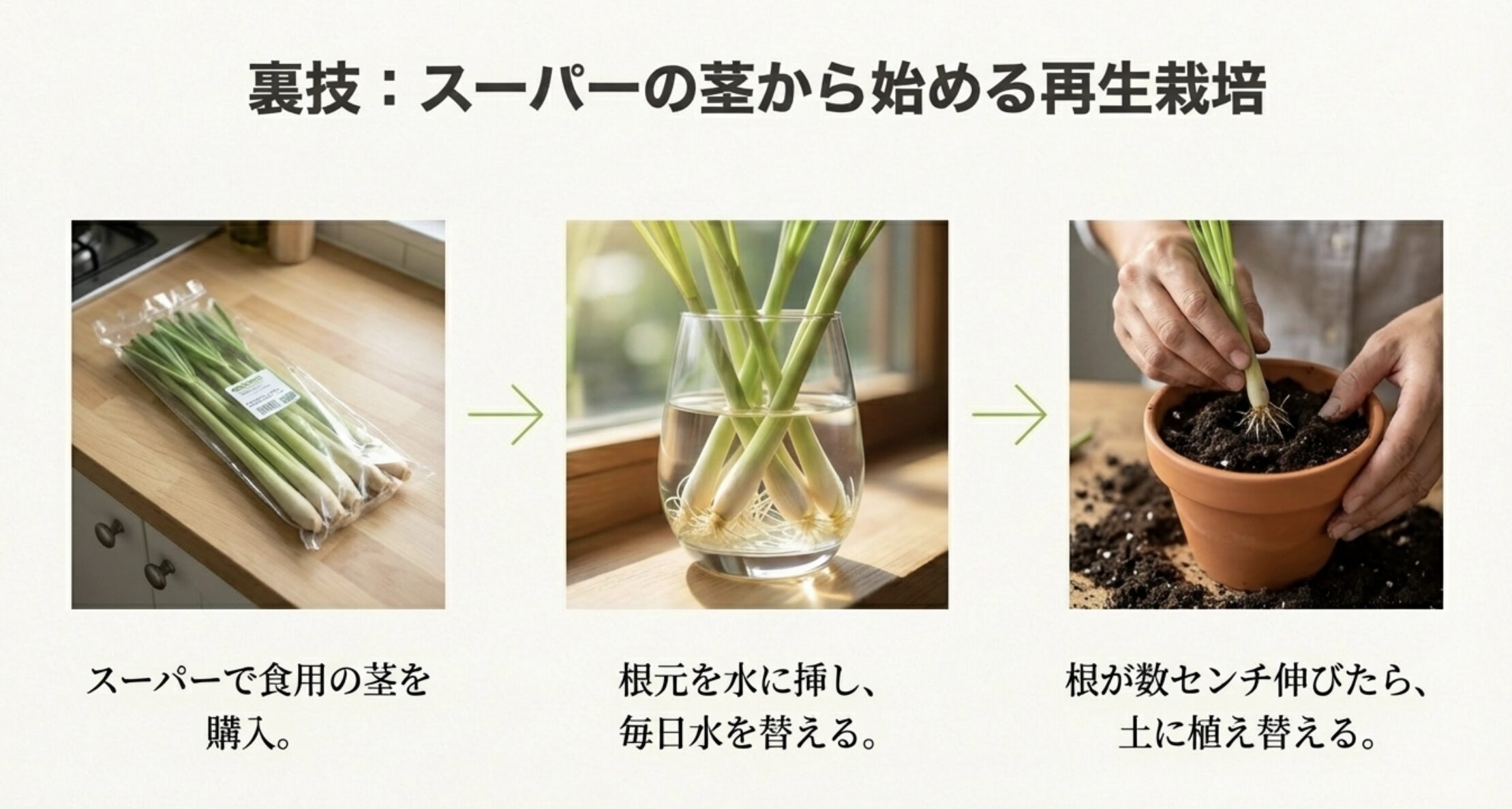 スーパーで購入した食用のレモングラスを水に挿し、毎日水を変えて発根させ、土に植え替えるまでのステップ写真。