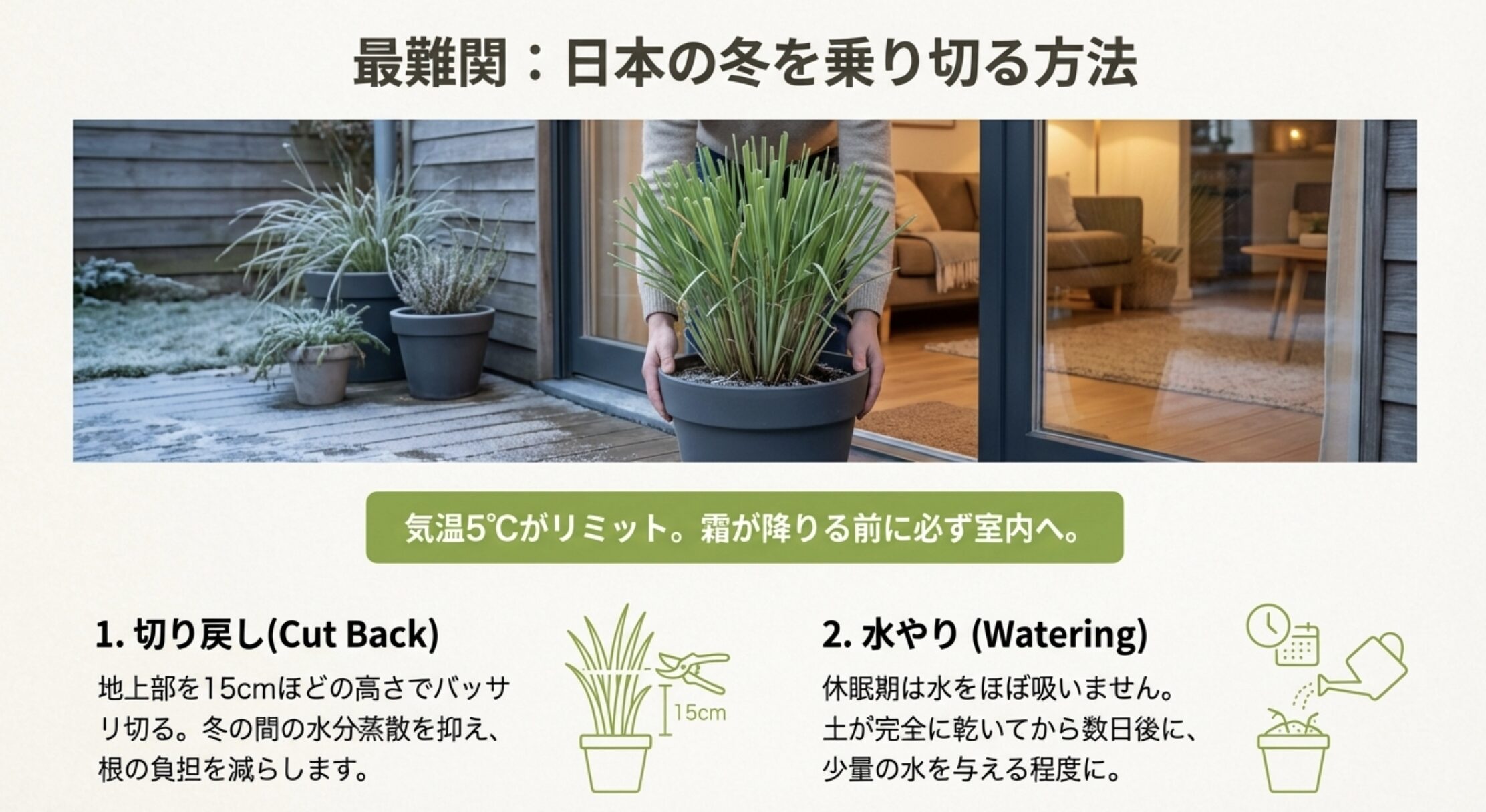 気温5℃をリミットとした室内への移動、15cmの高さでの切り戻し、冬の控えめな水やりについての説明図。