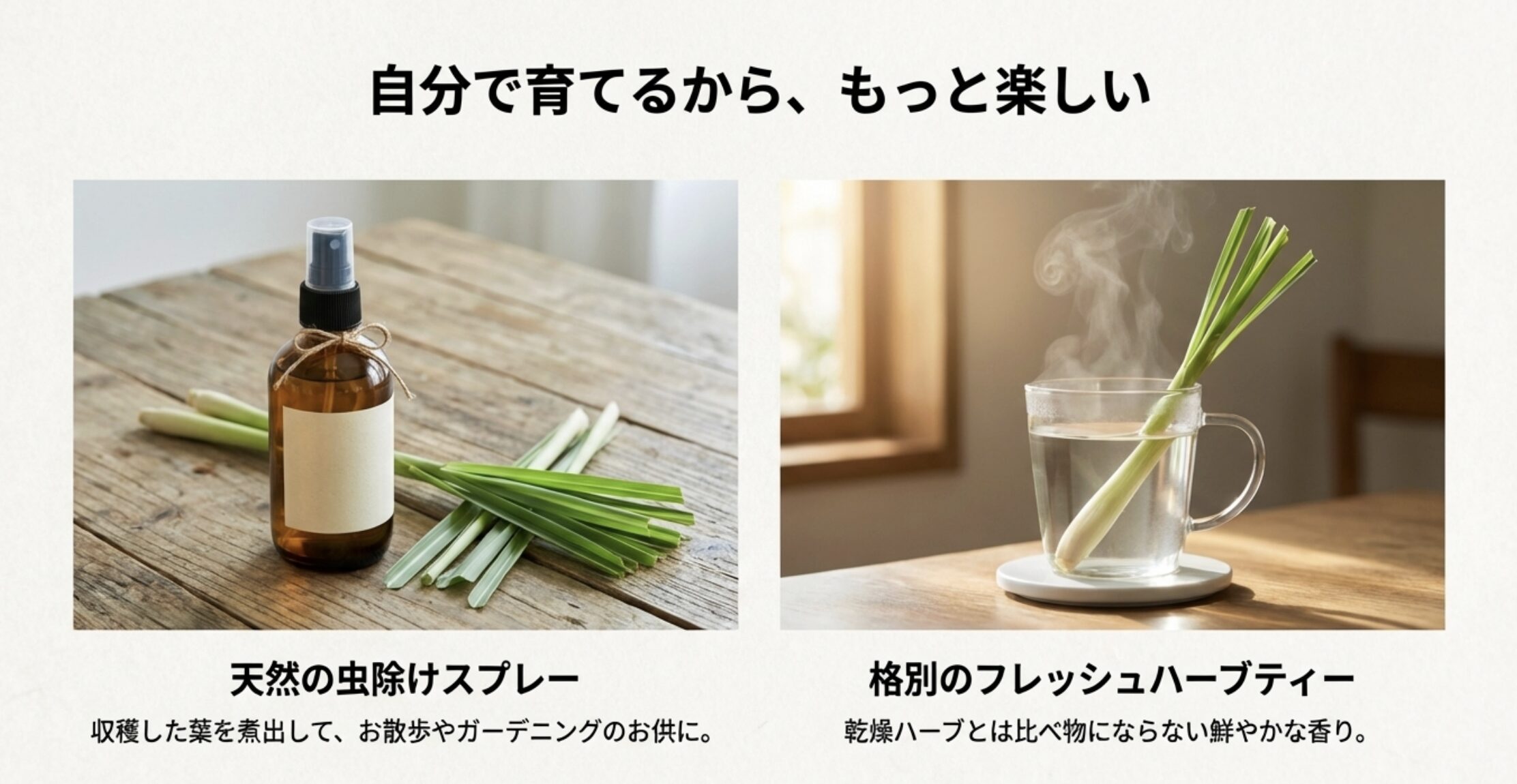 煮出した葉で作る天然虫除けスプレーと、格別の香りが楽しめるフレッシュハーブティーの活用イメージ。