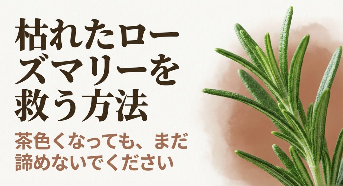 茶色くなったローズマリーを復活させる方法を解説したタイトルのスライド 。