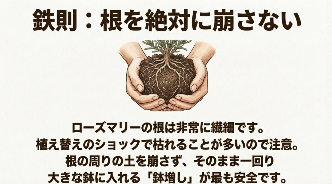 両手で大切に根鉢を抱え、崩さないように一回り大きな鉢へ移す「鉢増し」のイラスト 。