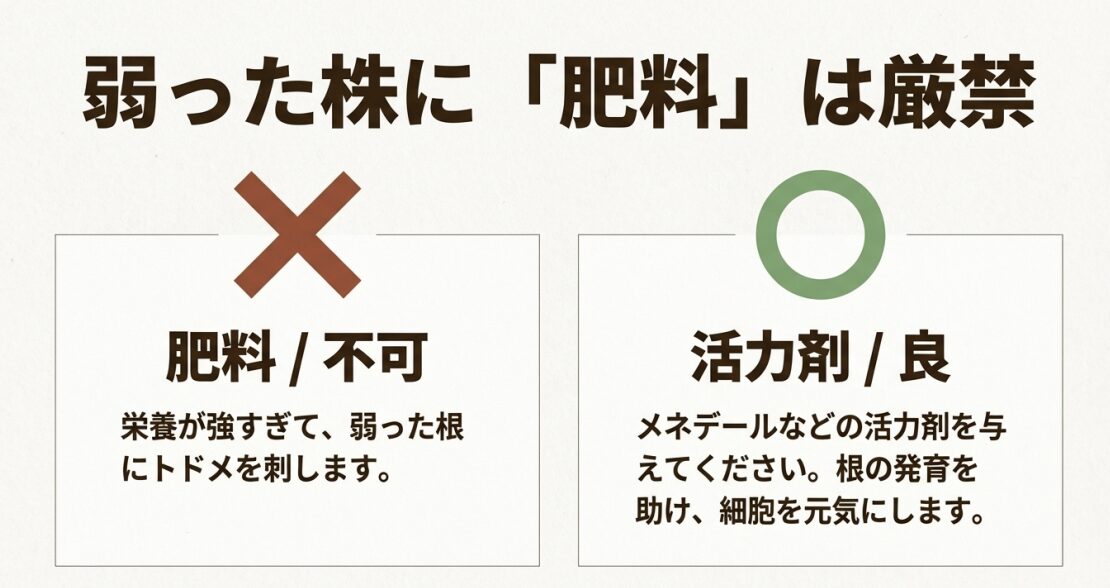 弱った株に肥料は厳禁、活力剤は推奨であることを示す比較図 。