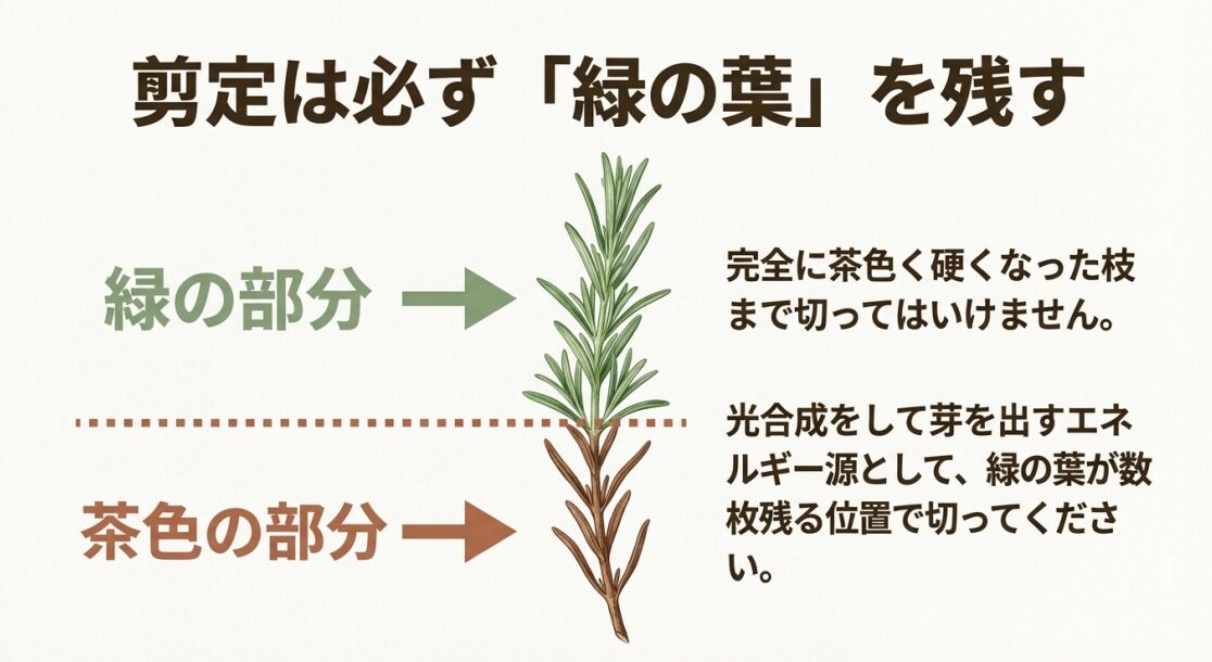 ローズマリーの枝の緑の部分と茶色の部分を示し、必ず緑の葉が残る位置で切ることを説明する図 。